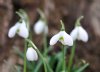 Galanthus Anne of G...