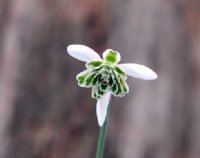 A nice double flowered form with green inner petals