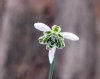 Show product details for Galanthus Ballerina