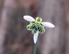 Galanthus Ballerina