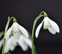 Galanthus Ballynahinch