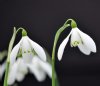 Show product details for Galanthus Ballynahinch