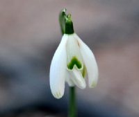 Long protruding inner petals on this hybrid Galanthus