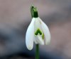 Galanthus Berthille