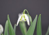 Galanthus Betty Hansell