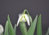 Show product details for Galanthus Betty Hansell