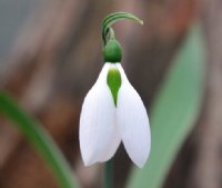 Larger than normal white flowered Galanthus