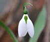 Galanthus Big Boy