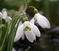 Galanthus Bill Bishop