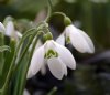 Show product details for Galanthus Bill Bishop