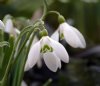 Galanthus Bill Bishop