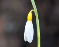 Bright golden yellow ovary on this Galanthus
