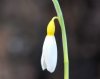 Show product details for Galanthus Bill Clark