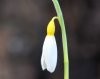 Galanthus Bill Clark