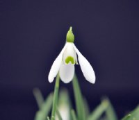 Galanthus Bitton