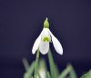 Galanthus Bitton