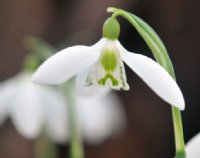 Fine crisp white petalled Galanthus