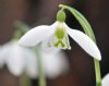 Show product details for Galanthus Blithe Spirit