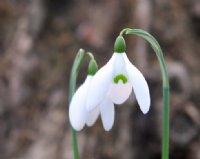 Lovely pure white flowers