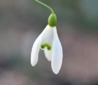 Galanthus Bungee