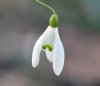 Galanthus Bungee