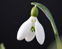 A nice new hybrid Galanthus