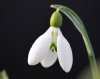 Galanthus Button