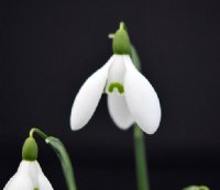 Galanthus Chedworth