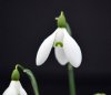 Show product details for Galanthus Chedworth