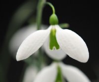 Big flowered hybrid Galanthus or Snowdrop