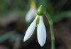 Show product details for Galanthus Cicely Hall