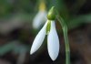 Show product details for Galanthus Cicely Hall