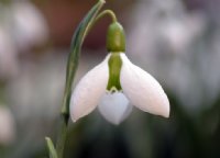 Galanthus Clare Blakeway Phillips