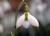 Galanthus Clare Bla...