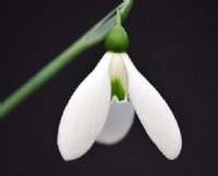 Galanthus Colossus