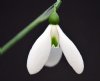 Show product details for Galanthus Colossus