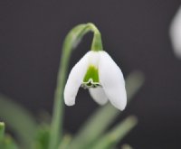 Galanthus Cordelia