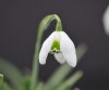 Show product details for Galanthus Cordelia