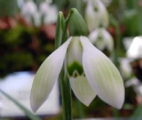 Galanthus Cowhouse Green