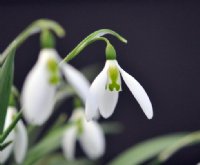 Galanthus Daphne's Scissors