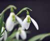 Galanthus Daphne's ...
