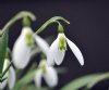 Galanthus Daphne's ...