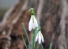 Show product details for Galanthus David Shackleton