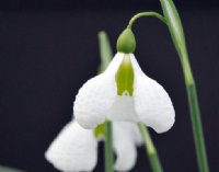 Large puckered petals on this disctinct Galanthus