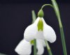 Show product details for Galanthus Diggory