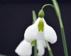 Galanthus Diggory