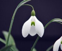 Galanthus Dodo Norton