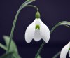 Galanthus Dodo Norton