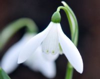 Almost a poculiform with fine green dots to the inner petals.