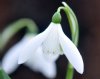 Galanthus Dotty